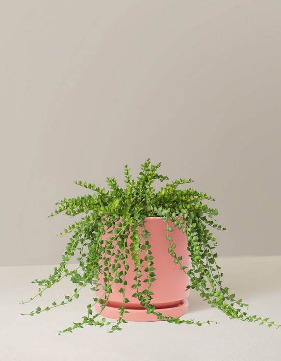 Indoor Plants