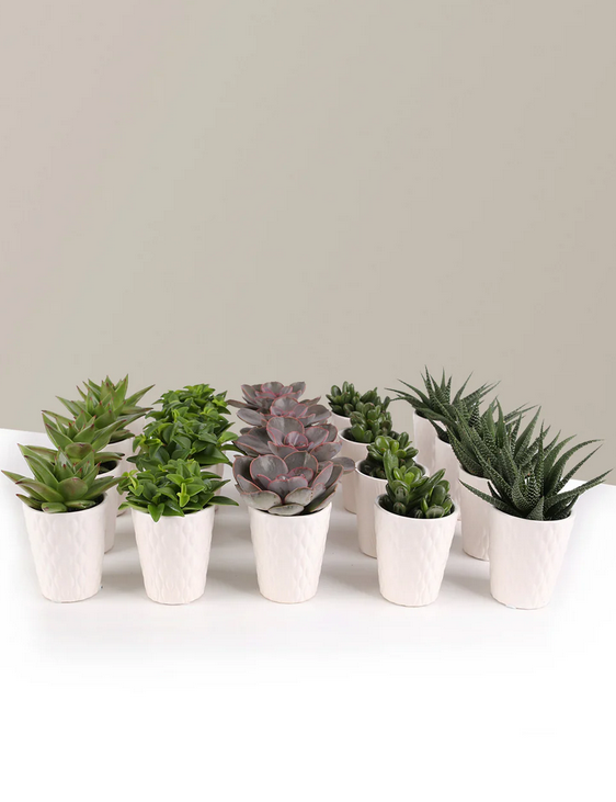 Succulents