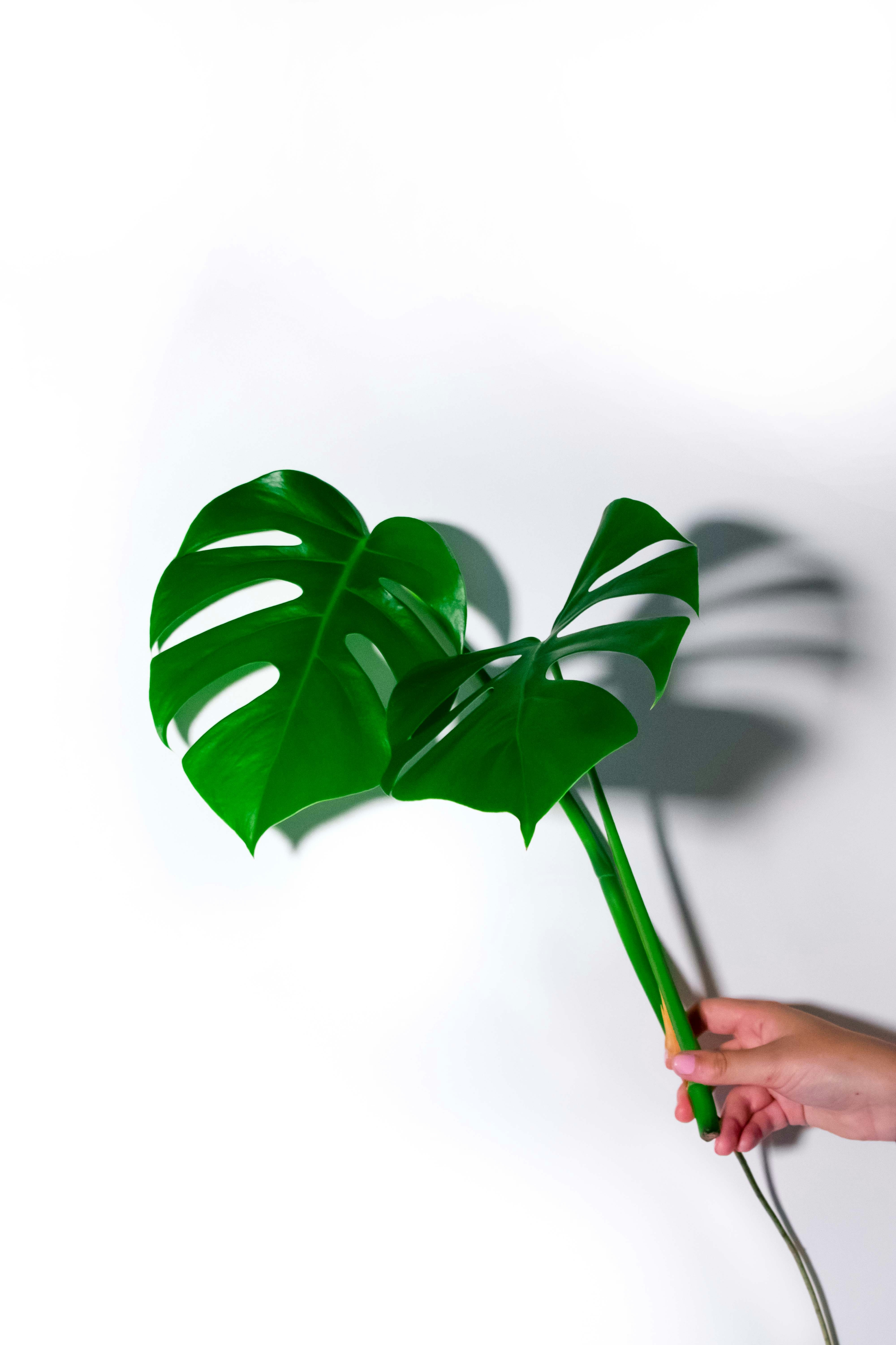 Styling with Plants