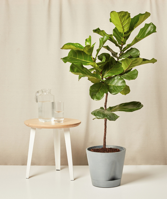 Fiddle Leaf Fig