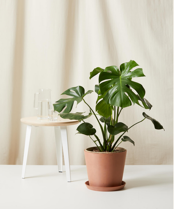Monstera Deliciosa