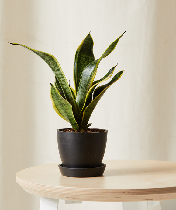 Snake Plant